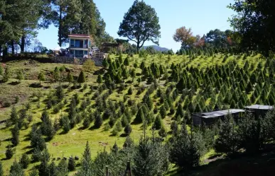 Veracruz, cuarto lugar nacional en producción de pinos