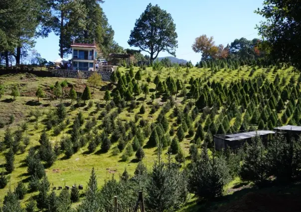 Veracruz, cuarto lugar nacional en producción de pinos