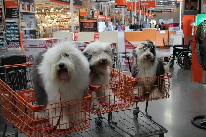 ¿Sabías que Home Depot es Petfriendly?