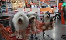 ¿Sabías que Home Depot es Petfriendly?