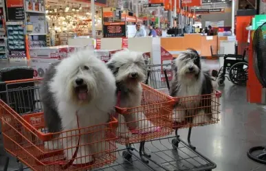 ¿Sabías que Home Depot es Petfriendly?