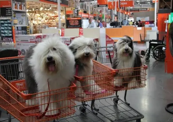 ¿Sabías que Home Depot es Petfriendly?