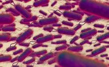 Continúa monitoreo de hospitales en Edomex por  Klebsiella oxytoca