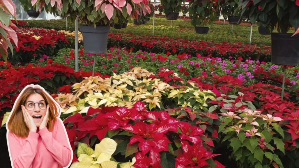 Día Nacional de la Flor de Nochebuena: Los mejores lugares para comprar flores de temporada en CDMX