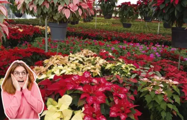 Día Nacional de la Flor de Nochebuena: Los mejores lugares para comprar flores de temporada en CDMX