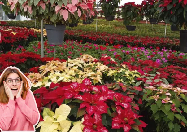 Día Nacional de la Flor de Nochebuena: Los mejores lugares para comprar flores de temporada en CDMX