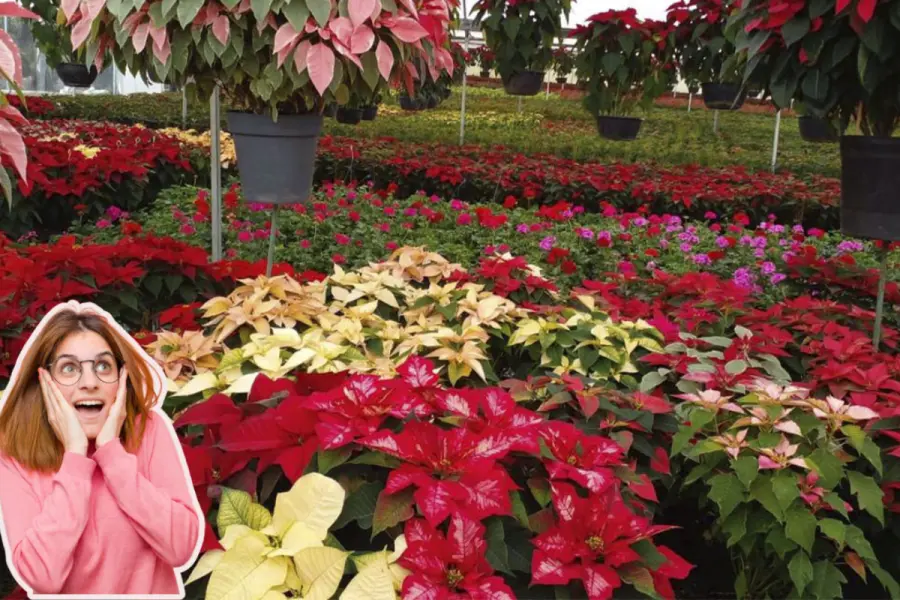 Día Nacional de la Flor de Nochebuena: Los mejores lugares para comprar flores de temporada en CDMX