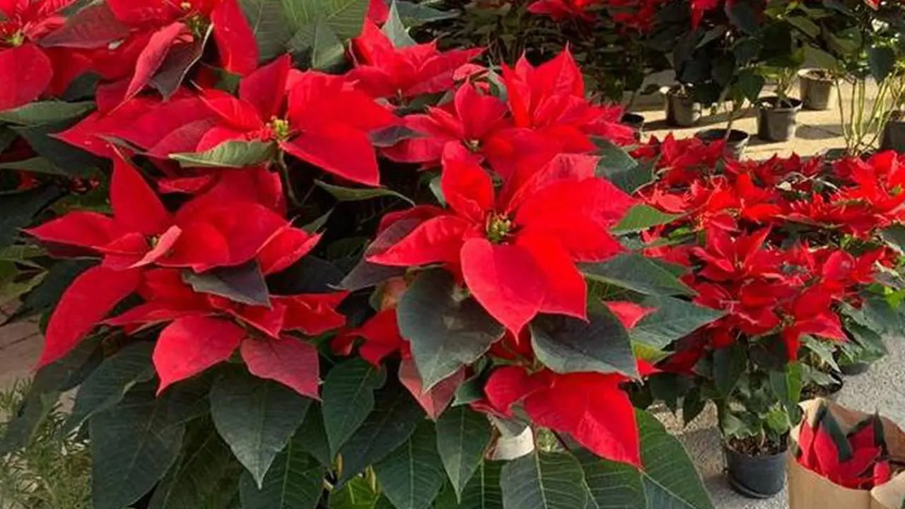 El 8 de diciembre es el Día Nacional de la flor de nochebuena, para resaltar su origen mexicano. Foto: FB Telesur Yucatán