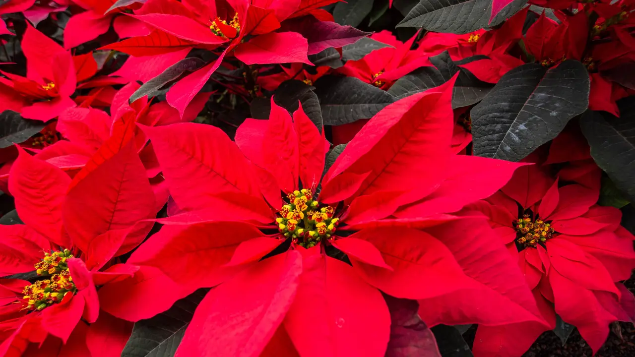 Producción de flor de nochebuena. Créditos: X @Agricultura_mex.