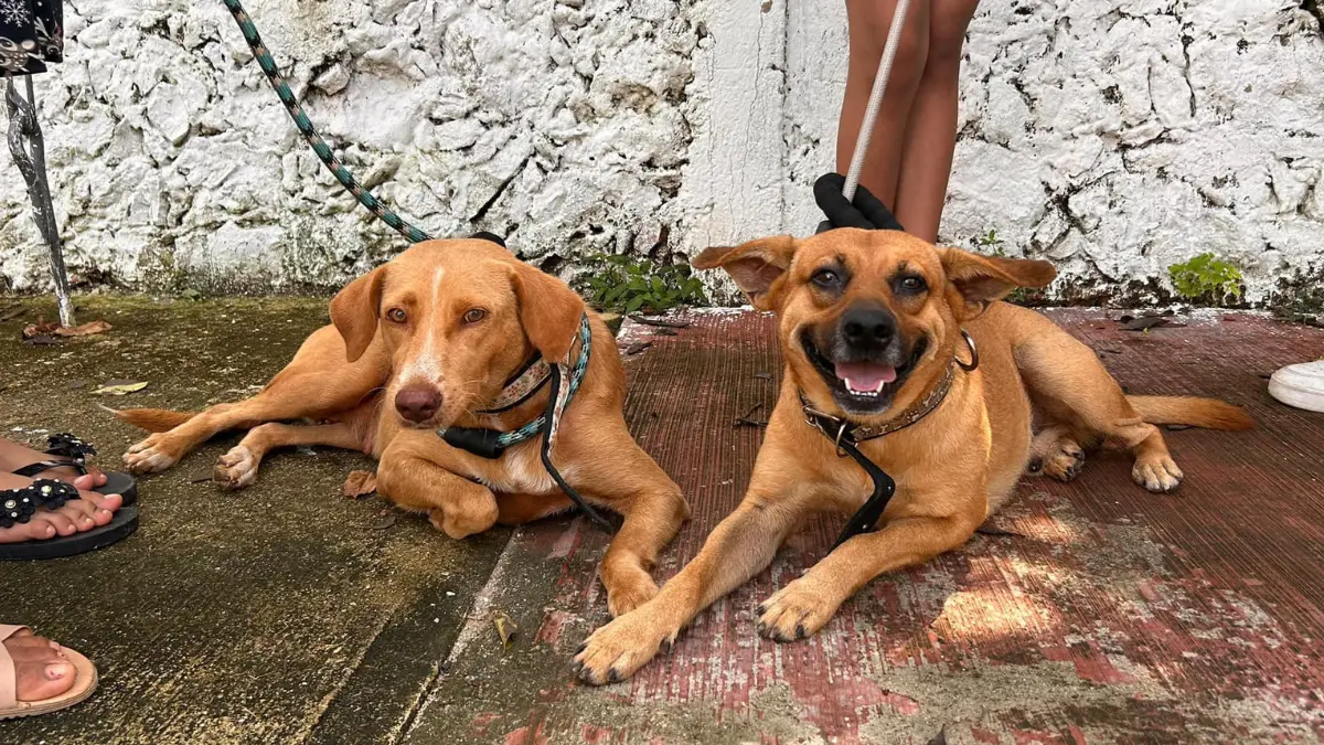 El bienestar animal es una de las prioridades de la alcaldesa Cecilia Patrón Foto: Ayuntamiento de Mérida