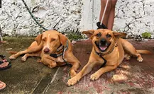 Trabajadores del Ayuntamiento de Mérida se certifican en materia de bienestar animal Trabajadores del Ayuntamiento de Mérida se certifican en materia de bienestar animal