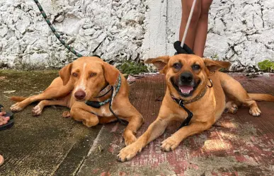 Trabajadores del Ayuntamiento de Mérida se certifican en materia de bienestar animal