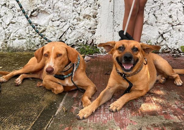 Trabajadores del Ayuntamiento de Mérida se certifican en materia de bienestar animal