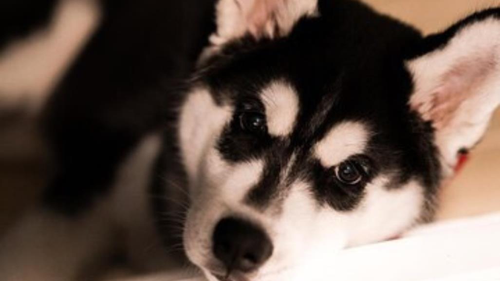 Protege a tus mascotas del frío en invierno