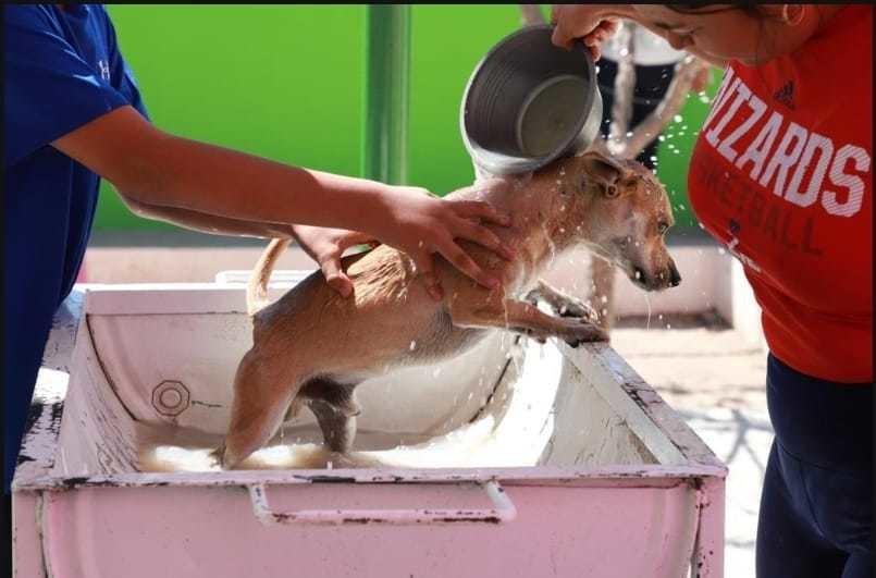 ¿Garrapatas en perros? Foto de Claudia Almaraz.