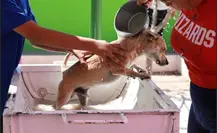 Disminuye el riesgo de rickettsia en Saltillo Disminuye el riesgo de rickettsia en Saltillo