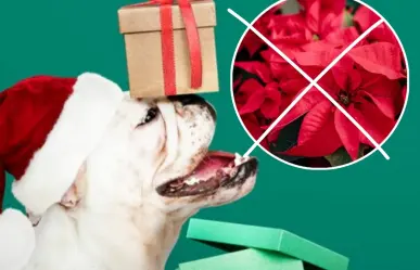 ¿Tienes mascotas? Por esta razón no debes poner nochebuenas en Navidad