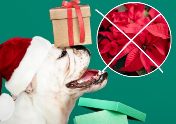 ¿Tienes mascotas? Por esta razón no debes poner nochebuenas en Navidad