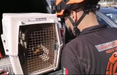 Protección Civil de Nuevo León hace captura de un zorro gris en Monterrey