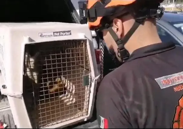 Protección Civil de Nuevo León hace captura de un zorro gris en Monterrey