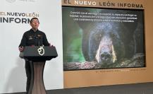 Esto debes hacer si te topas con un oso negro en Nuevo León