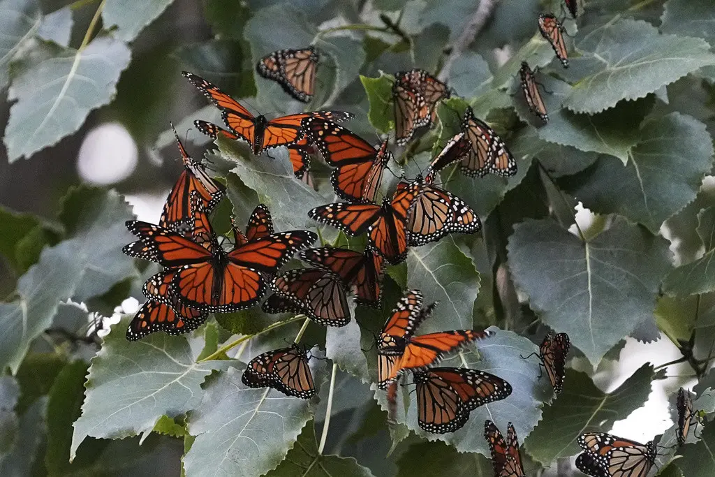 Mariposas monarca procedentes de Canadá se detienen a descansar en el Parque Wendy en su camino hacia México, el 12 de septiembre de 2023, en Cleveland. (Foto AP/Sue Ogrocki, Archivo)