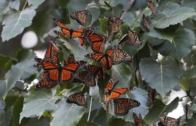 EU propone proteger a la mariposa monarca: ¿Qué implica este cambio?