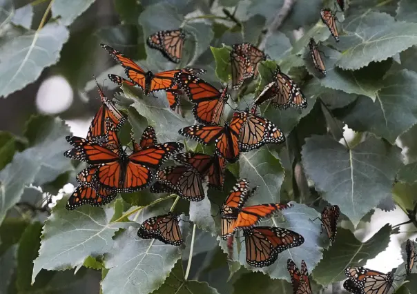 EU propone proteger a la mariposa monarca: ¿Qué implica este cambio?