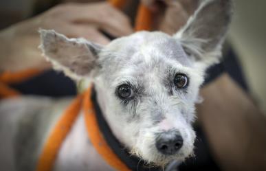 Scrim, el perro fugitivo viral en Nueva Orleans por eludir su captura durante meses