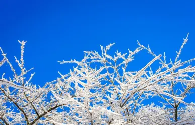 El frente frío 14 provoca bajas temperaturas en Tamaulipas, aquí la información