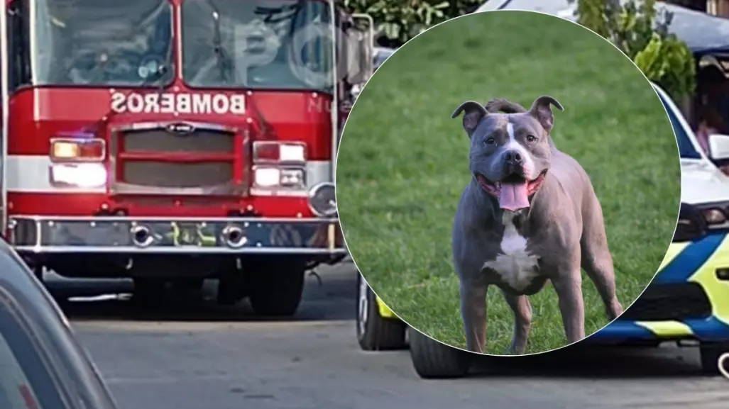 Niño sufre ataque de pitbull en San Nicolás, lo trasladan en estado grave a hospital