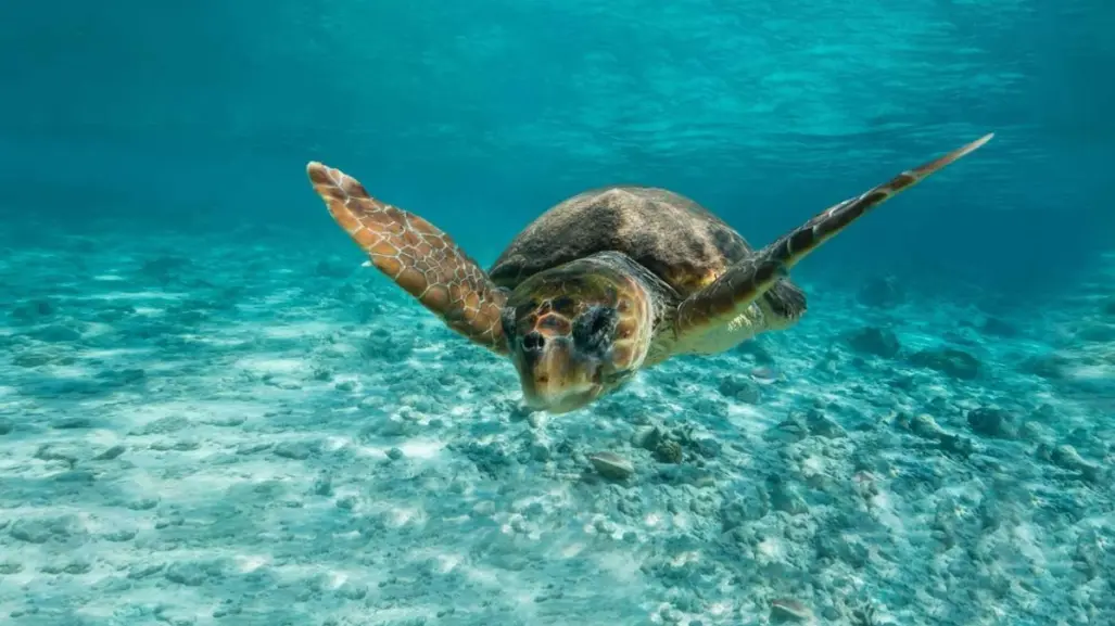 5 de las 7 tortugas marinas en peligro de extinción que viven en Cabo Pulmo