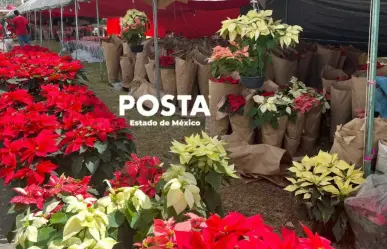 Arbolitos navideños y nochebuenas, si todavía no tienes los tuyos te decimos dónde adquirirlos