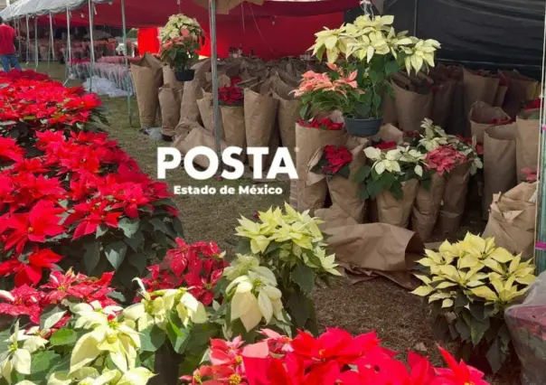 Arbolitos navideños y nochebuenas, si todavía no tienes los tuyos te decimos dónde adquirirlos