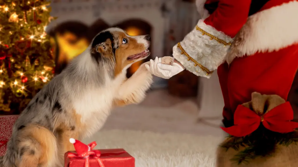 Navidad de Pelos: captura la mejor foto con tu mascota y Santa Claus en La Paz