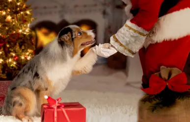 Navidad de Pelos: captura la mejor foto con tu mascota y Santa Claus en La Paz