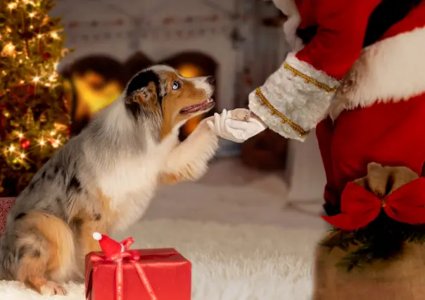 Navidad de Pelos: captura la mejor foto con tu mascota y Santa Claus en La Paz