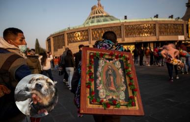 Operativo Basílica: Llaman a realizar rescate animal en celebración a Virgen de Guadalupe