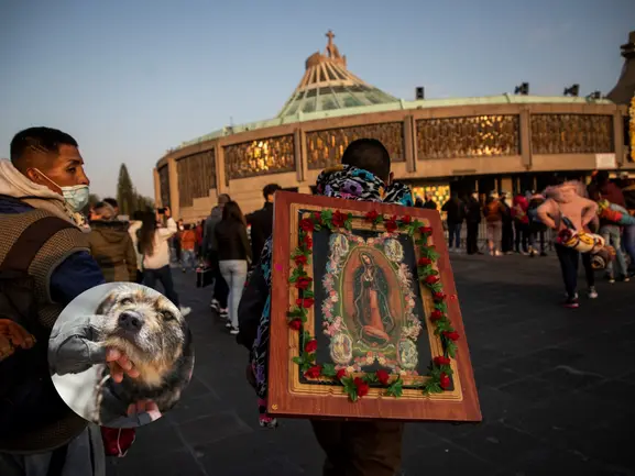 Operativo Basílica: Llaman a realizar rescate animal en celebración a Virgen de Guadalupe