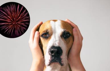 Navidad 2024: ¿Por qué la pirotecnia en puede ser peligrosa para los perros?