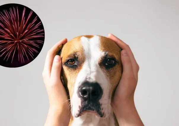 Navidad 2024: ¿Por qué la pirotecnia en puede ser peligrosa para los perros?