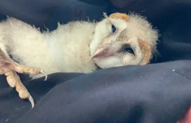 Rescatan lechuza bebé en carretera de Victoria ¿Qué se dice de ellas?
