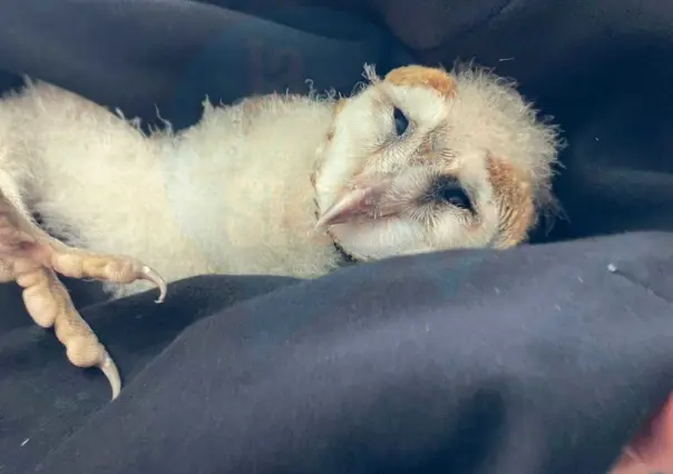 Rescatan lechuza bebé en carretera de Victoria ¿Qué se dice de ellas?