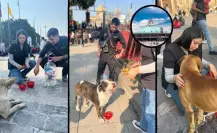 Perros abandonados durante las peregrinaciones a la Basílica: una problemática que se debe atender