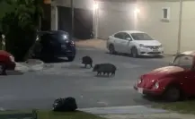Captan a manada de jabalíes en avenida Las Américas en Monterrey (VIDEO)