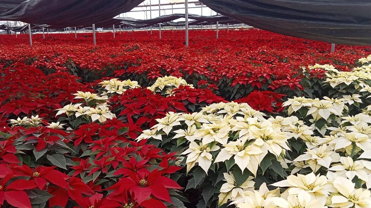 La comunidad de San Lorenzo Tlacotepec, en Atlacomulco, concentra el 61 por ciento de la producción de Nochebuena en Edomex. Foto: Fb Florería Lupita