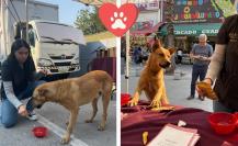 Adopta un perro peregrino y regala amor a estos animalitos que fueron abandonados