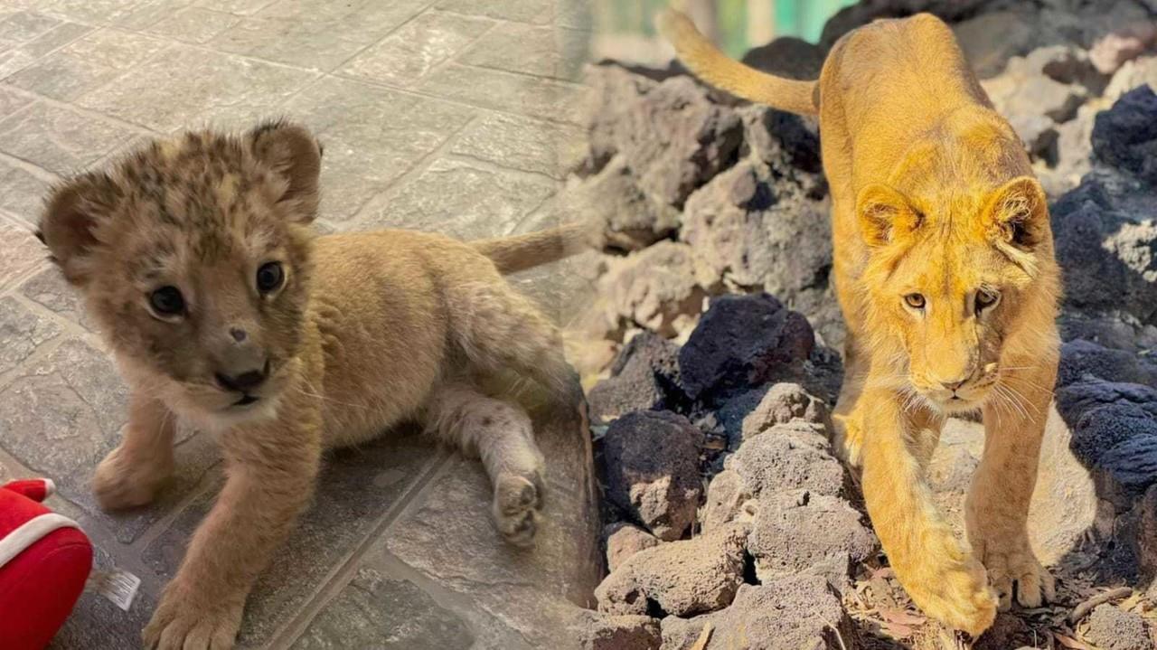 ¡Carlitos cumple un año! El leoncito bebé del Zoológico de Durango está de manteles largos