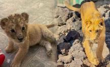 ¡Carlitos cumple un año! El leoncito bebé del Zoológico de Durango está de manteles largos