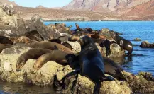 Esta isla de La Paz en BCS es el sueño de los buzos para explorar barcos hundidos